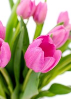 Imagen preview para 15 Tulipanes Fucsia en Jarrón - 4