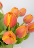 Imagen preview para 15 Tulipanes Naranjas - 4