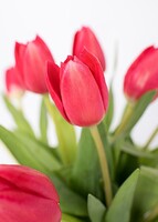 Imagen preview para 15 Tulipanes Rojos en Jarrón - 4