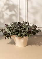 Imagen preview para Planta del Amor en Base Beige - 1