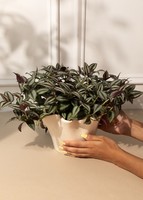 Imagen preview para Planta del Amor en Base Beige - 3