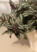 Imagen preview para Planta del Amor en Base Beige - 4