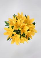 Imagen preview para Ramo de Lilys Amarillas - 1