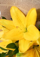 Imagen preview para Ramo de Lilys Amarillas - 4