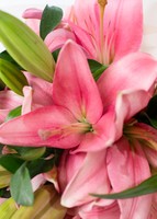 Imagen preview para Ramo de Lily Rosas - 4