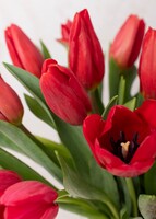 Imagen preview para 20 Tulipanes Rojos en Jarrón - 4