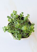 Imagen preview para Personaliza con Mini Foto con Árbol de la Abundancia - 3