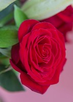 Imagen preview para 24 Besos de Rosas y Lilies - 4