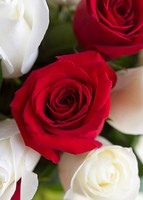 Imagen preview para 24 Rosas Radiantes - 4