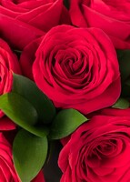 Imagen preview para 24 Rosas Rojas en Caja Negra - 4