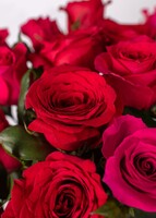 Imagen preview para Arreglo de 24 Rosas Rojas y Fucsia - 4