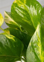 Imagen preview para Planta de la Fortaleza en Maceta de Elefante - 4