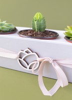 Imagen preview para 3 Pack de Suculentas - 2