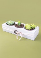 Imagen preview para 3 Pack de Suculentas - 1