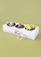 Imagen preview para 3 Pack de Suculentas - 3