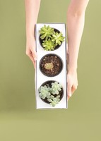 Imagen preview para 3 Pack de Suculentas - 5