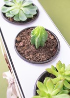 Imagen preview para 3 Pack de Suculentas - 6