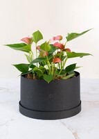 Imagen preview para Mini Anturios en Caja - 1