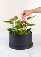 Imagen preview para Mini Anturios en Caja - 2