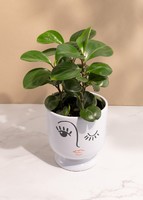 Imagen preview para Planta del Éxito en Maceta de Cerámica - 1