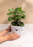 Imagen preview para Planta del Éxito en Maceta de Cerámica - 2