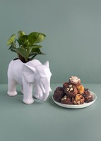 Imagen preview para Planta Peperomia en base de Elefante con Brownies - 1