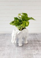 Imagen preview para Planta de la Fortaleza en Maceta de Elefante - 1