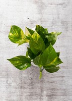 Imagen preview para Planta de la Fortaleza en Maceta de Elefante - 2