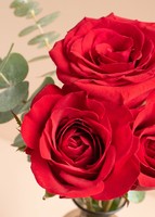 Imagen preview para Rosas rojas en violetero gris - 3