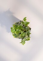 Imagen preview para Caja Disney Toy Story - 5