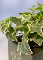 Imagen preview para Caja Disney Toy Story - 6