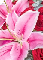 Imagen preview para Amor con Rosas Rojas y Stargazers - 4