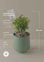 Imagen preview para Árbol de la Abundancia en Maceta Verde - 5