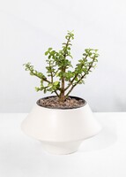 Imagen preview para Árbol de la Abundancia con Globo "Happy Birthday" Gigante	 - 2