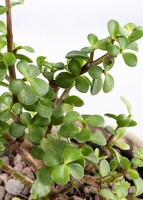 Imagen preview para Árbol de la Abundancia con Globo "Happy Birthday" Gigante	 - 4