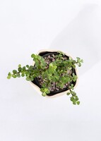 Imagen preview para Árbol de la Abundancia con Distintivo "Gracias" - 4