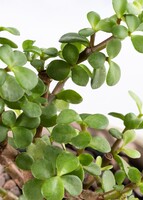 Imagen preview para Árbol de la Abundancia con Distintivo "Gracias" - 5