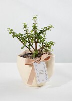 Imagen preview para Árbol de la Abundancia con Distintivo "Gracias Gracias Gracias" - 1