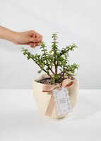 Imagen preview para Árbol de la Abundancia con Distintivo "Gracias Gracias Gracias" - 2