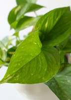 Imagen preview para Planta de la Fortaleza en Maceta de Cerámica - 4