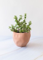 Imagen preview para Árbol de la Abundancia en Maceta Cerámica - 1