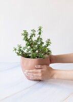 Imagen preview para Árbol de la Abundancia en Maceta Cerámica - 2