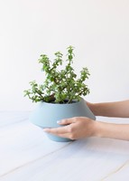 Imagen preview para Árbol de la Abundancia en Maceta Cerámica - 2