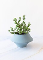 Imagen preview para Árbol de la Abundancia en Maceta Cerámica - 1