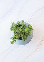 Imagen preview para Árbol de la Abundancia en Maceta Cerámica - 3