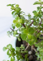 Imagen preview para Árbol de la Abundancia en Maceta Cerámica - 4