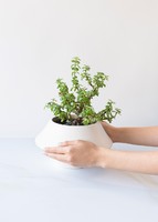 Imagen preview para Árbol de la abundancia en Maceta Cerámica - 2