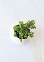 Imagen preview para Árbol de la abundancia en Maceta Cerámica - 3