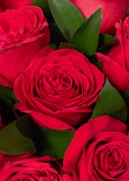 Imagen preview para Arreglo de 24 Rosas Rojas - 4