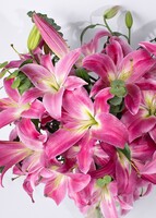 Imagen preview para Arreglo de Stargazer  - 3